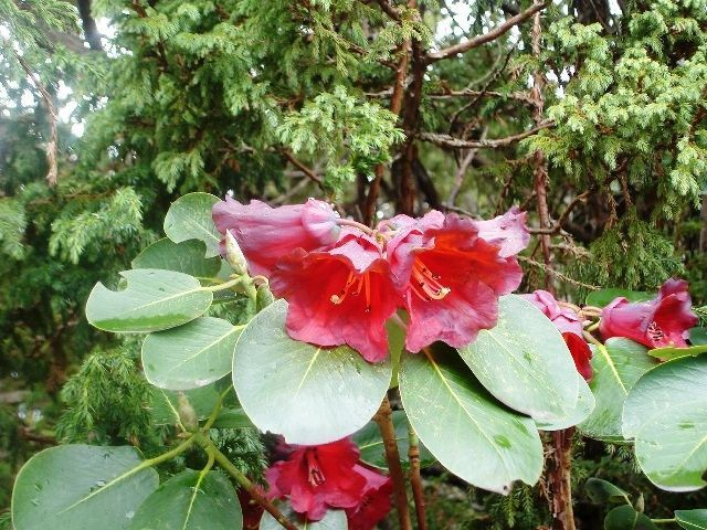 Rhododendron