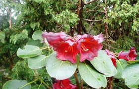 Rhododendron