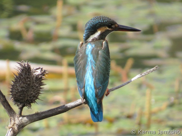 common kingfisher