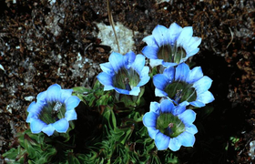 Wildblumen Bhutan