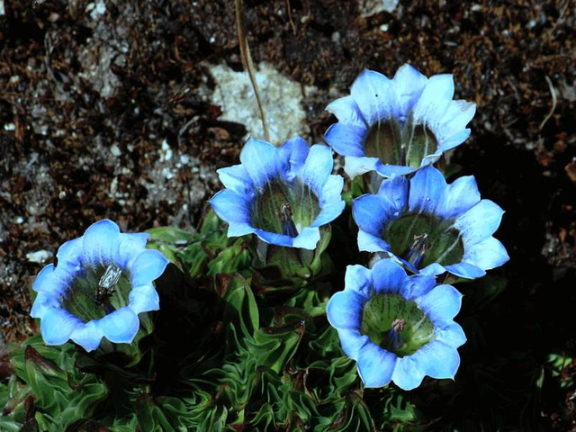 Wildblumen Bhutan