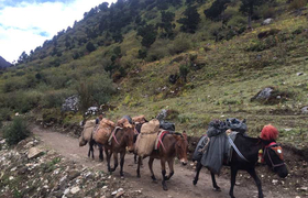 Lasttiere Trekking Bhutan