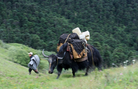 Yak in Bhutan