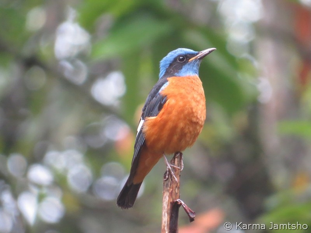 blue capped rock thrus