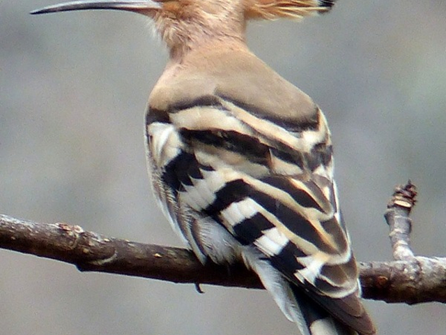 common hoopoe
