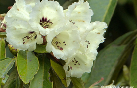 Weißer Rhododendron