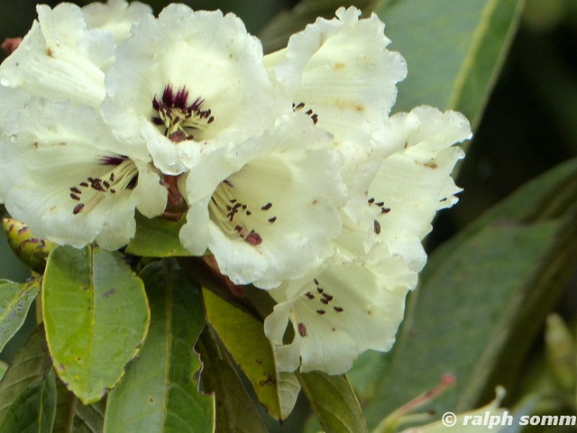Weißer Rhododendron