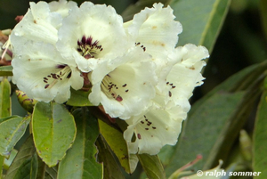 Weißer Rhododendron