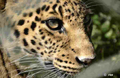 Leopard Gesicht