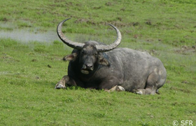 Wasserbüffel