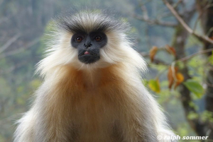 Goldlangur in Bhutan 
