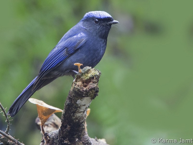 large niltava 