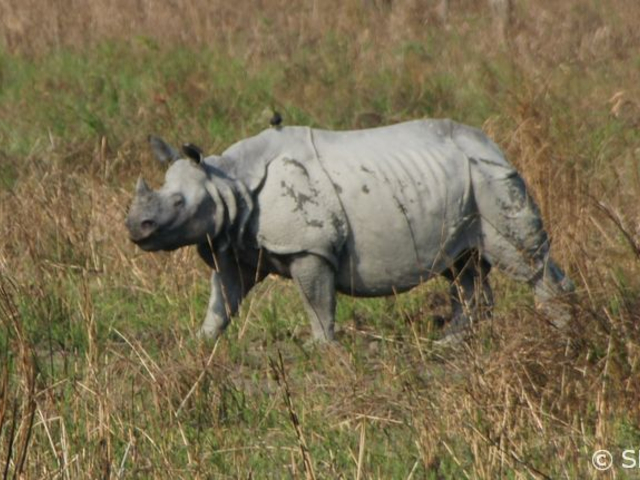 Panzernashorn