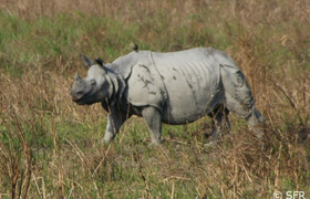 Panzernashorn