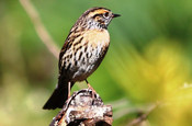 rufous breasted acceltor