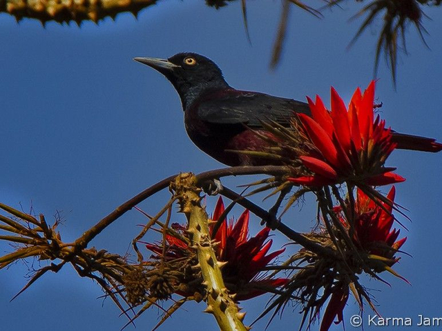 maroon backed oriole