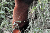 Roter Panda beim Fressen