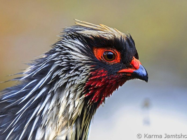 blood pheasant