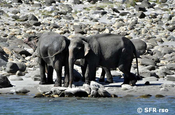 Elefanten am Manas Fluss
