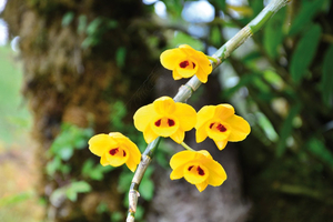 Orchidee Dendobrium