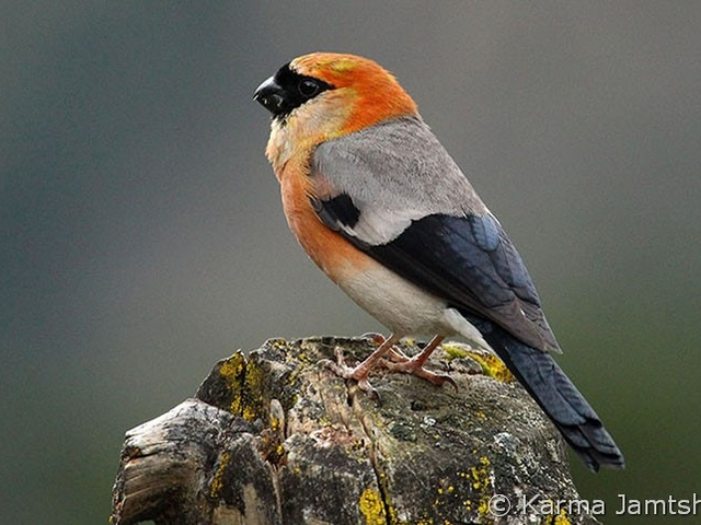 red headed bulfinch