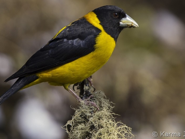 collared grosbeak