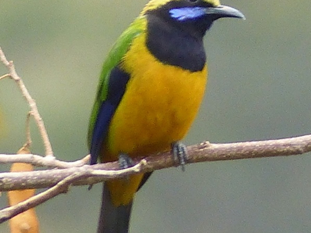 orange bellied leafbird