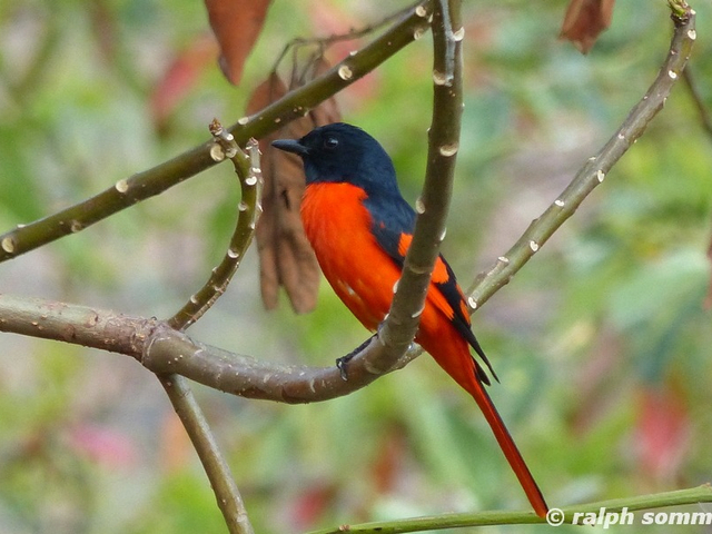 scarlet minivet pericrocatus flammeus