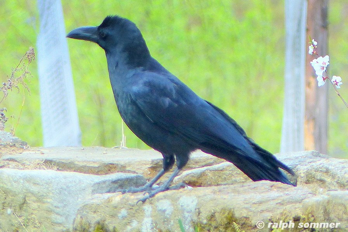 large billed crow