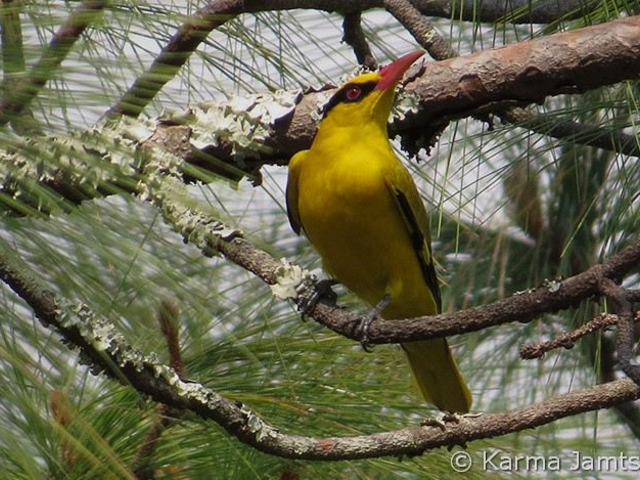 slender billed oriole