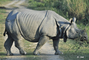 Rhino im Kaziranga Nationalpark