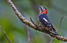 crimson breasted woodpecker