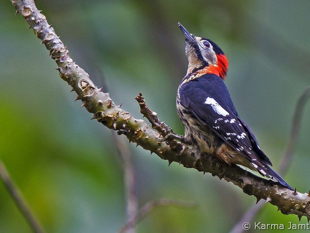 crimson breasted woodpecker