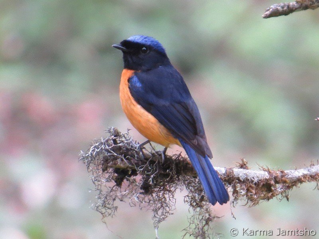 rufous bellied niltava