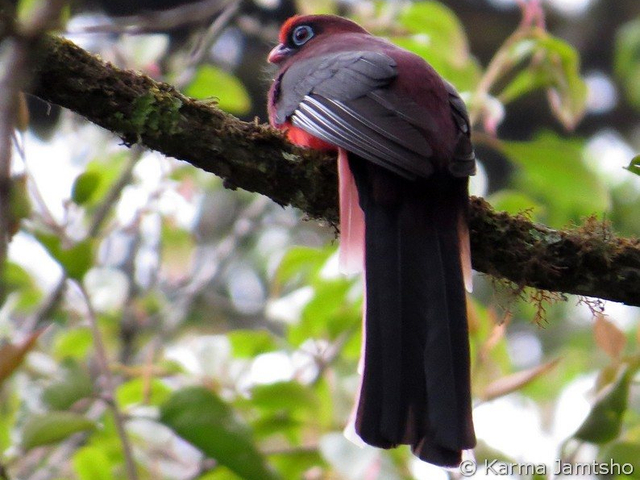 wards trogon