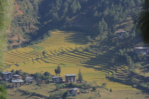 Punakha Dorf