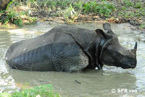 Nashorn im Chitwan Nationalpark