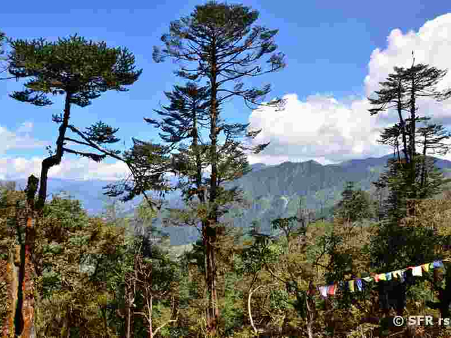 Wald in Bhutan