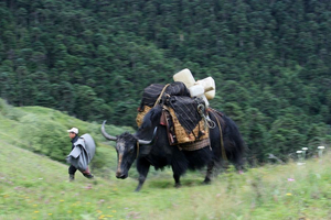 Yak als Tragetier