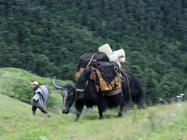 Yak als Tragetier