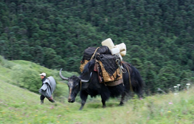 Yak als Tragetier