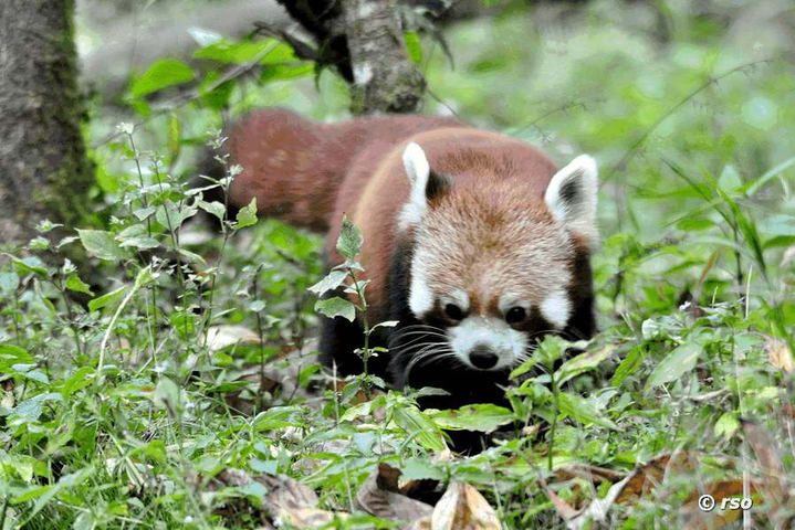 Roter Panda am Waldboden