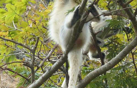 Goldlangur