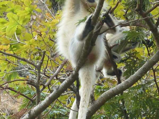 Goldlangur