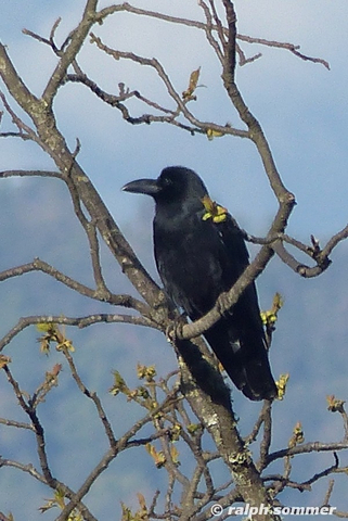 large billde crow
