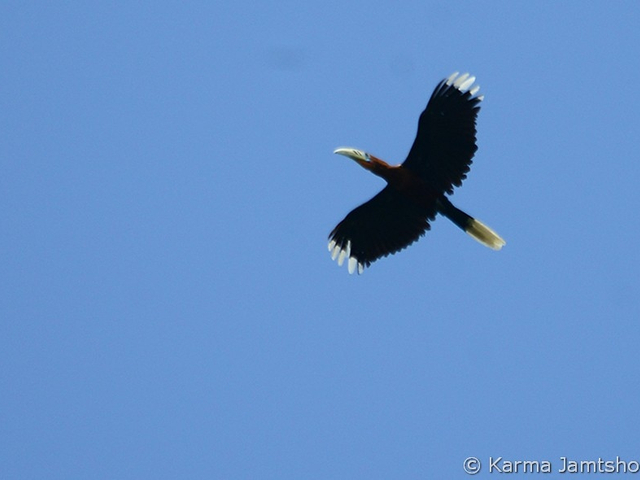 Rufous necked hornbill