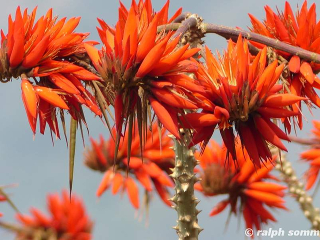 Korallenblüte