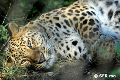 Liegender Leopard
