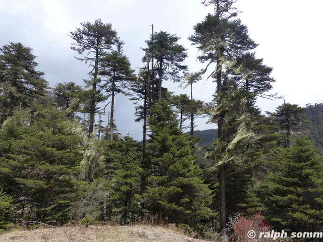 Fichtenwald Bhutan