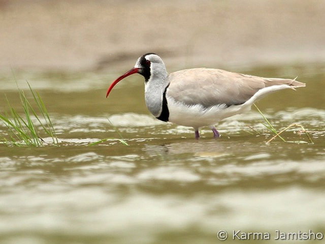 Ibisbill